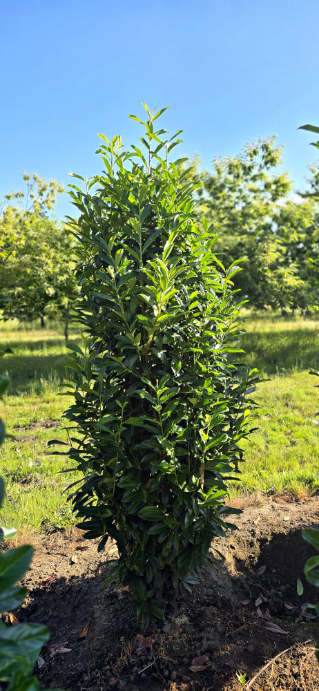 Prunus laurocerasus 'Skinny Skip'